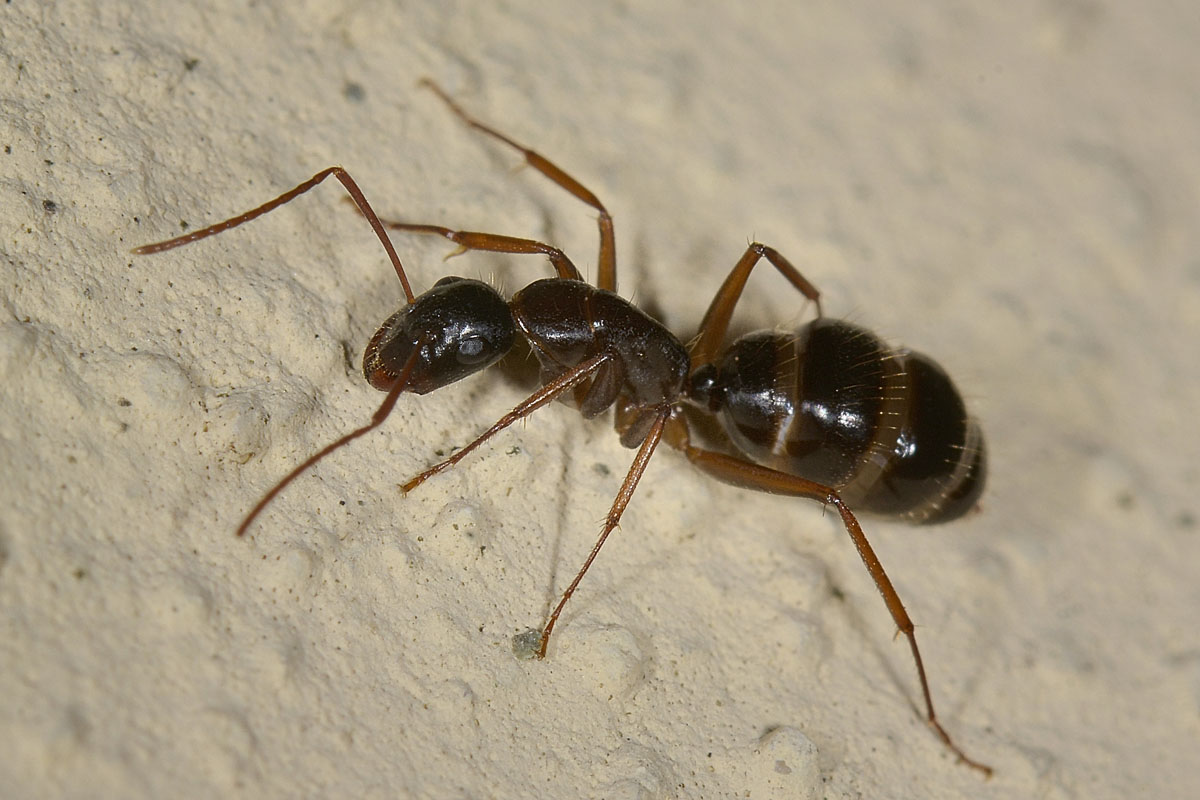 Camponotus aethiops, operaia minore, Formicidae